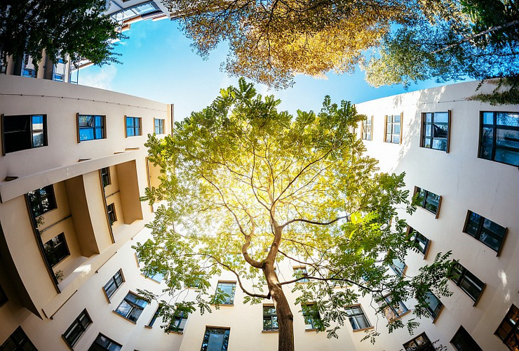 Arbre en ville