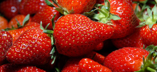 Fraises de Carpentras